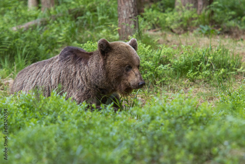 A lone wild brown bear also known as a grizzly bear (Ursus arctos) in an Estonia forest, sitting down in the shrubs of the forest floor looking at the ground ahead