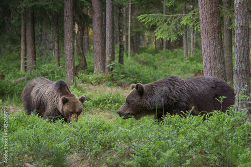 Photography A pair of wild brown bears also known as a grizzly bear (Ursus arctos) in an Est