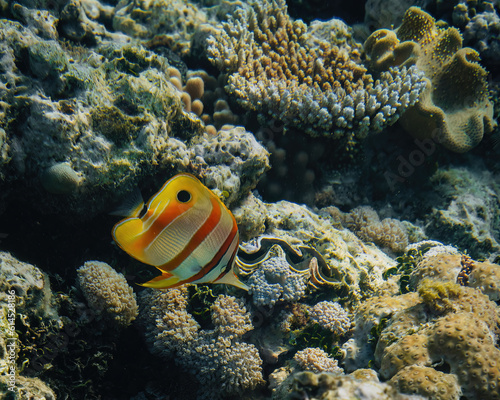 Copperband butterflyfish, Chelmon rostratus, beaked coral saltwater aquarium fish underwater. Great Barrier Reef Australie.