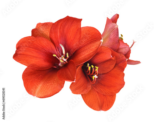 Red amaryllis flowers isola...