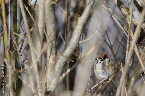 Eurasian tree sparrow Passer montanus saturatus resting among the vegetation. Kushiro. Hokkaido. Japan. photo