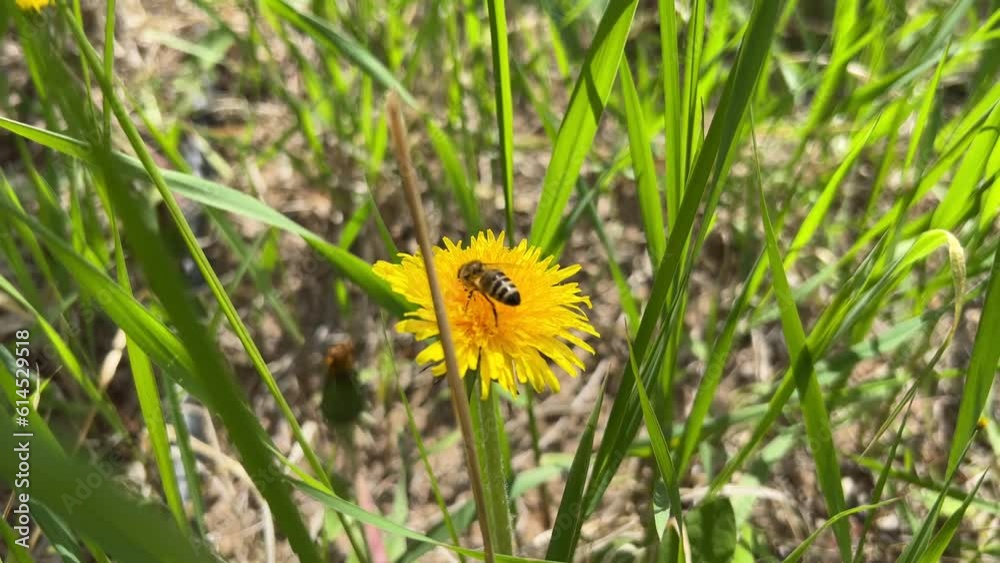A bee collecting honey on a dandelion flower. A bee collecting honey on a dandelion flower.
