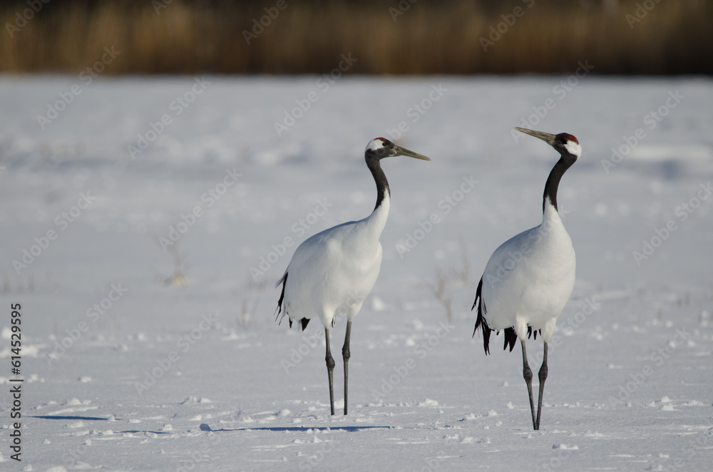 Obraz premium Pair of red-crowned cranes Grus japonensis in a snow-covered meadow. Akan International Crane Center. Kushiro. Hokkaido. Japan.