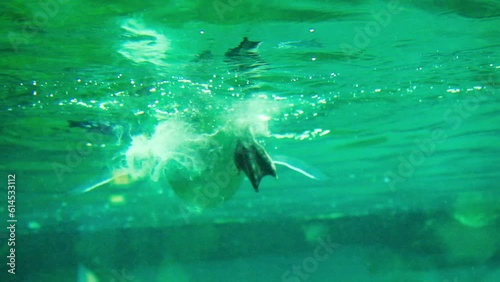 A crested rockhopper penguin defecates in the water while swimming in the zoo. photo