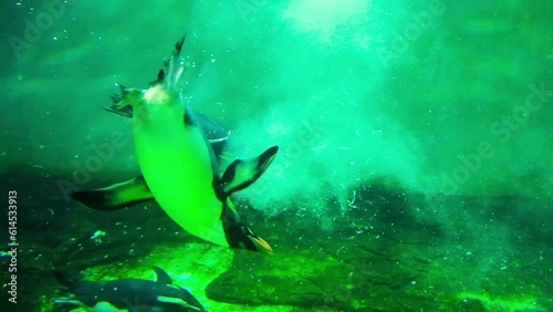 A family of crested rockhopper penguins swim underwater in a zoo, slow motion photo