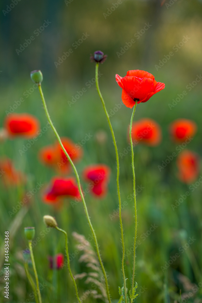 Obraz premium eine aufgeblühte Mohnblume auf einem Feld
