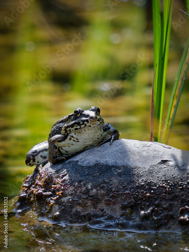 frog sitting on a rock