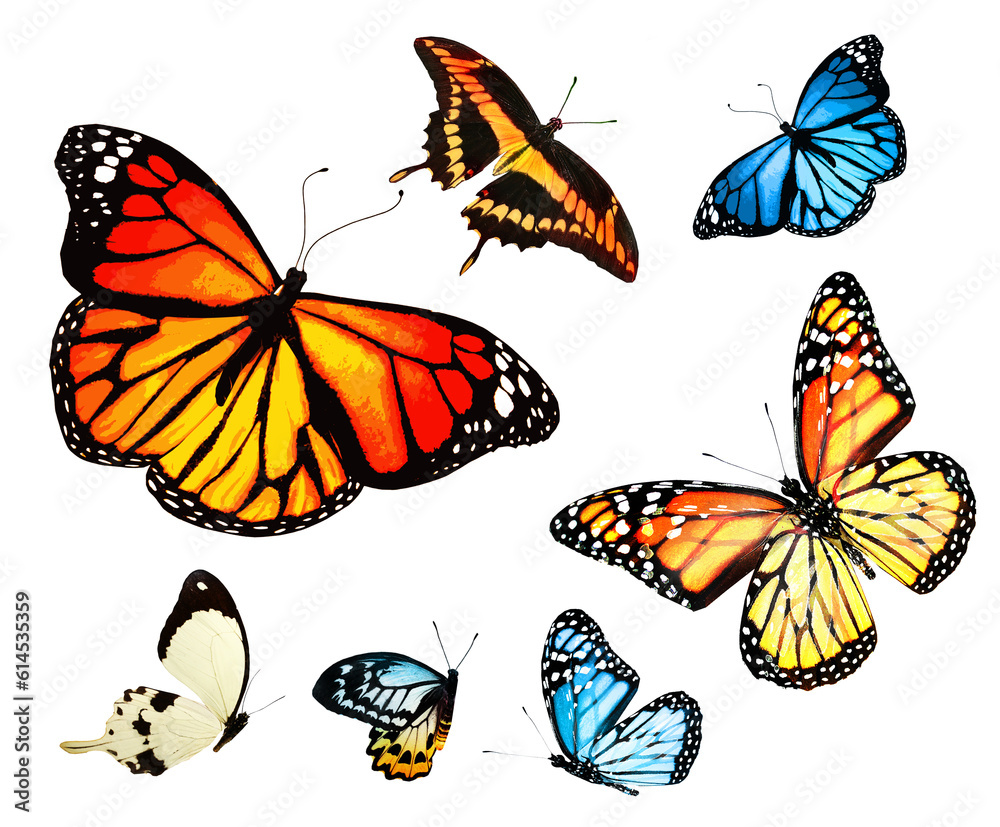 Naklejka premium Color butterflies as set, isolated on white