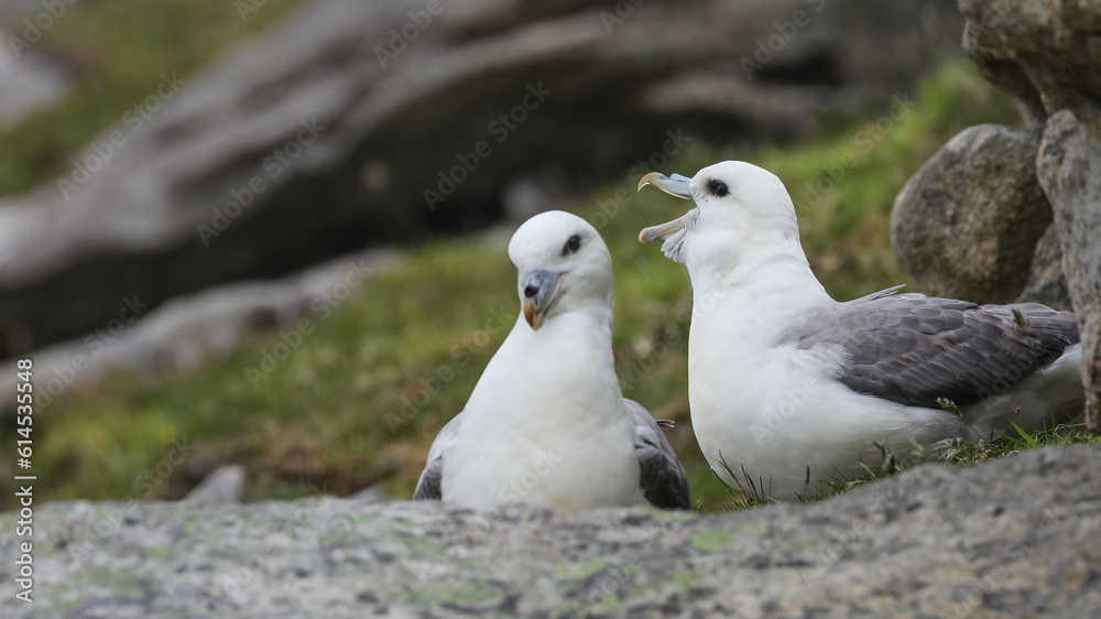 Fototapeta premium Fulmar