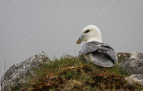 Fulmar photo