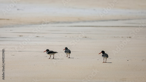 Εκτύπωση καμβά oystercatcher