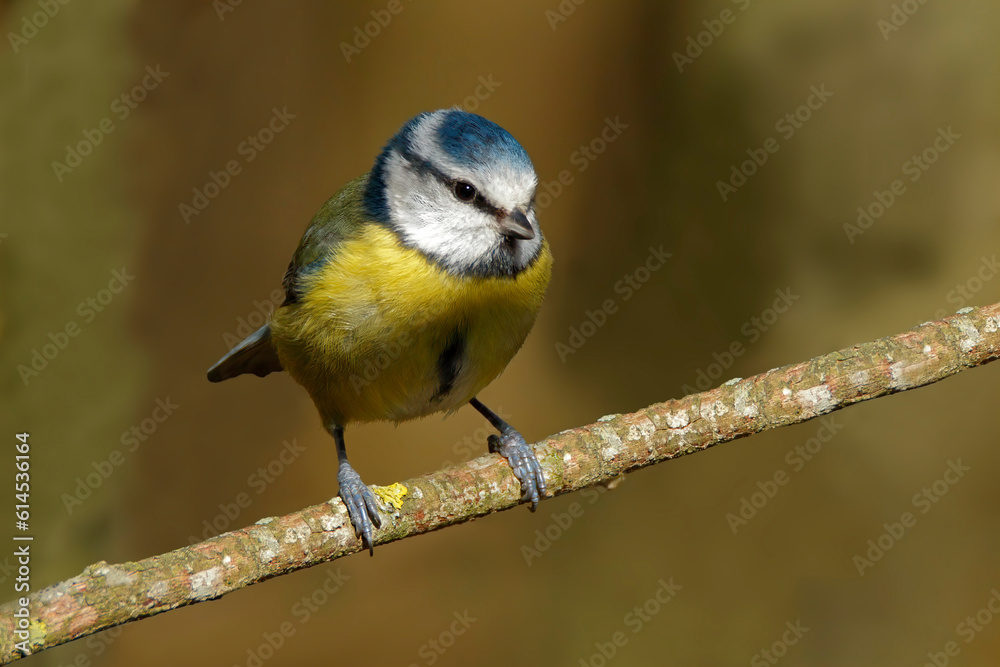 Obraz premium Blue Tit perched on branch against a soft background. Taken at RSPB Middleton Lakes