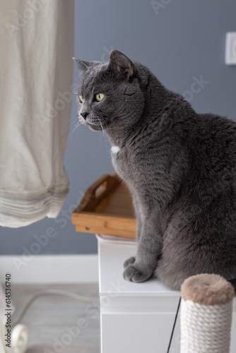 Portrait of a large gray british cat in profile