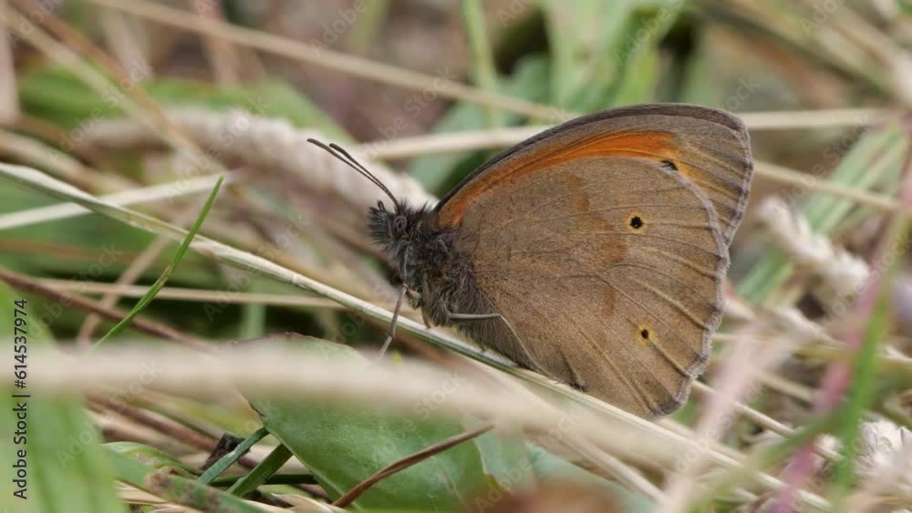 Große Ochsenauge ( Maniola jurtina) Schmetterling