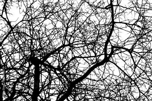 Tree branch silhouette on transparent background