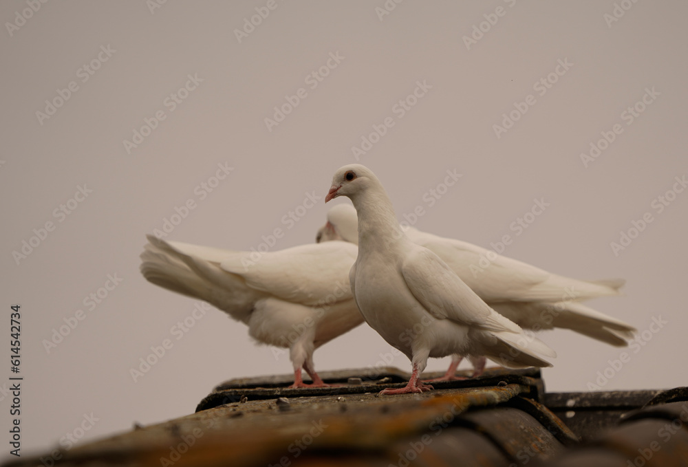 Wedding doves on a roof Wedding doves on a roof