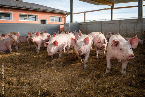 Mastschweine werden in einen Betrieb mit Haltungsstufe 4 gehalten, reichlich Platz im Bewegungsbereich ob innen oder außen. photo