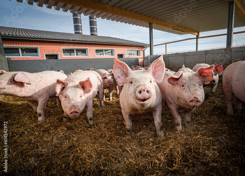 Mastschweine werden in einen Betrieb mit Haltungsstufe 4 gehalten, reichlich Platz im Bewegungsbereich ob innen oder außen. photo