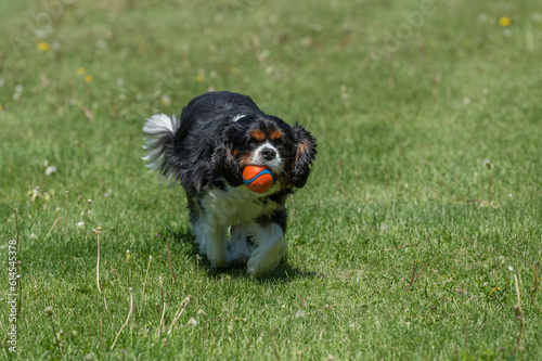 cavalier playing  ball