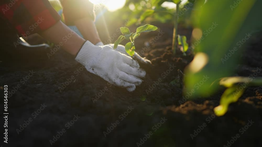 Hands of woman farmer worker planting seedlings little sprout in soil open ground on farm at sunset. Spring agricultural works on field, replanting plants. Agribusiness, seeding, cultivation concept.