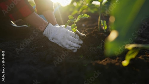 Hands of woman farmer worker planting seedlings little sprout in soil open ground on farm at sunset. Spring agricultural works on field, replanting plants. Agribusiness, seeding, cultivation concept.