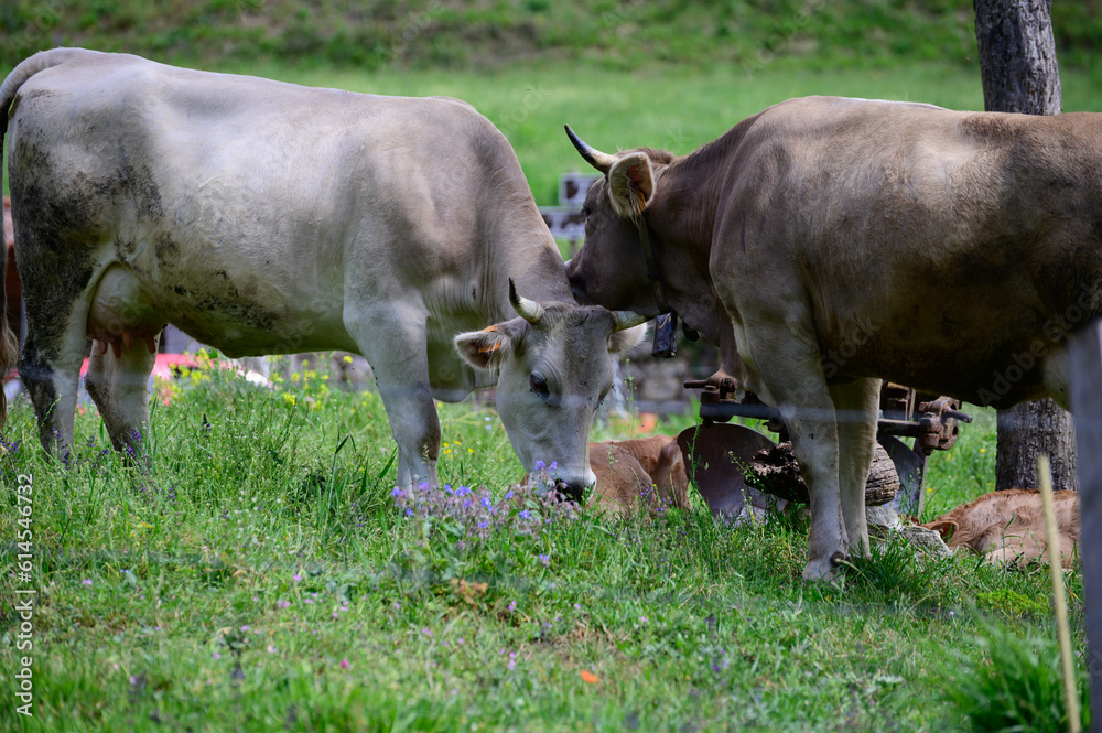 Brown Cantabrian cows grazing on pasture, Liebana Valley, Cantabria, Spain Brown Cantabrian cows grazing on pasture, Liebana Valley, Cantabria, Spain