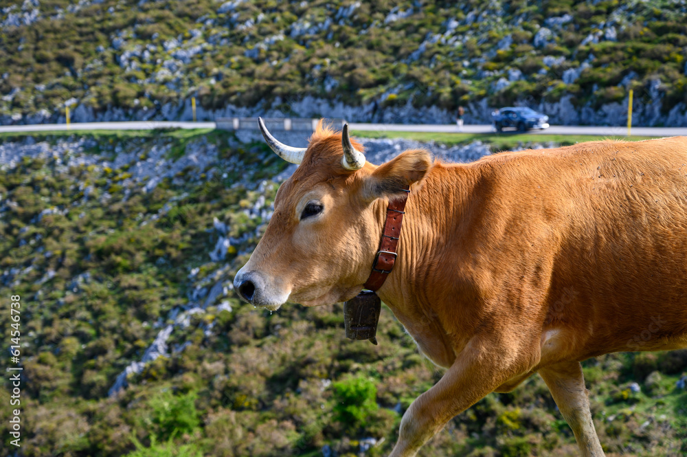 Brown Asturian cows, herd of cows is carried to  new pasture on mountain road, Picos de Europe, Los Arenas, Asturias, Spain