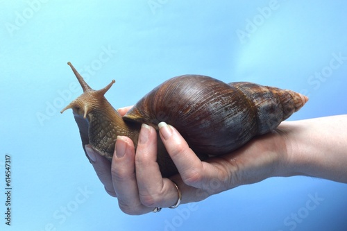 snail on the palm photo