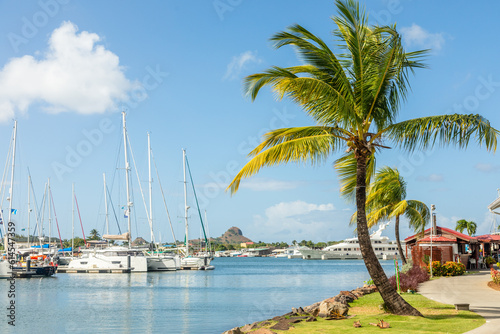 Coastline marina view with anchored yachts and palms on the shore, Castries, Saint Lucia