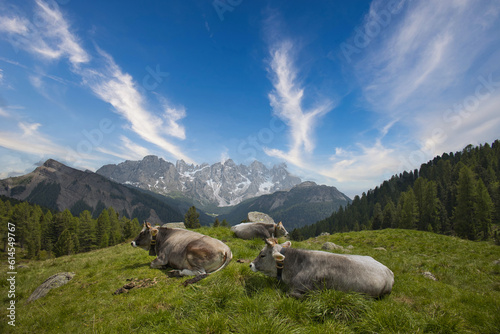 Pale di san martino dalla val di fiemme con mucche al pascolo photo