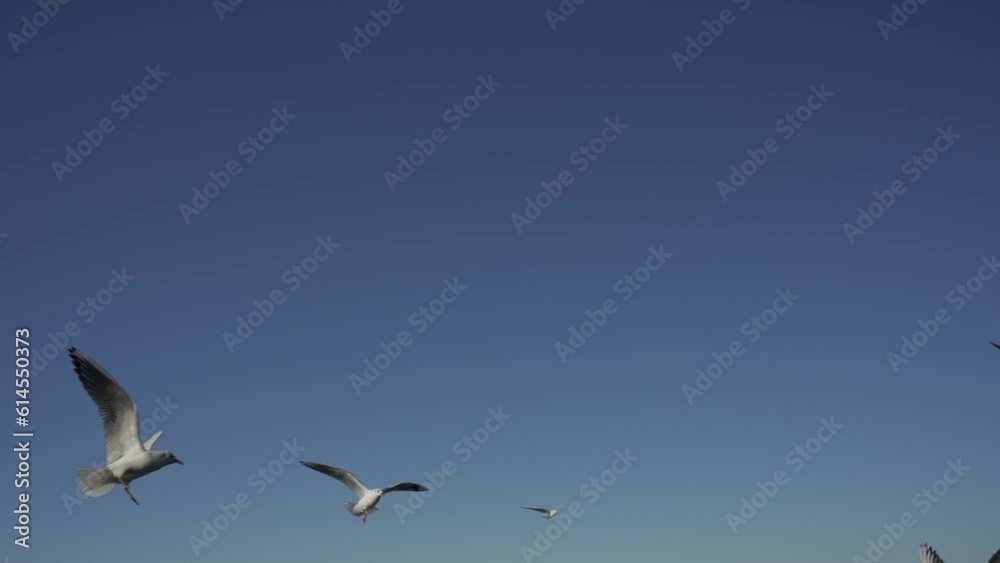 Seagulls fly in the blue sky, they are fed with bread, Slow Motion. HLG Bt.2020 ungraded. Seagulls fly in the blue sky, they are fed with bread, Slow Motion. HLG Bt.2020 ungraded.
