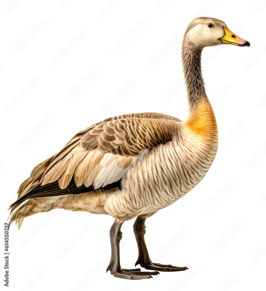 Goose isolated on the transparent background PNG. AI generative. Goose isolated on the transparent background PNG. AI generative.