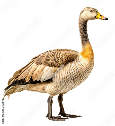 Goose isolated on the transparent background PNG. AI generative.
