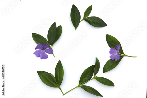 Vinca minor green leaves and blue flowers on a white background. Evergreen plant wreath on white. Isolated