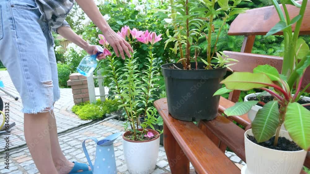 Gardener waters and sprays water on the plant, concept of care for plants Gardener waters and sprays water on the plant, concept of care for plants