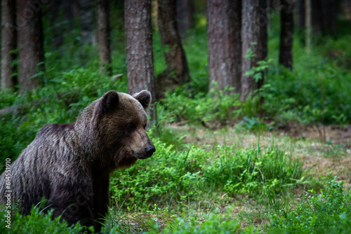 A lone wild brown bear also known as a grizzly bear (Ursus arctos) in an Estonia forest, sitting on the forest floor on the left of the image looking at the ground and the forest in the background  © J.Woolley