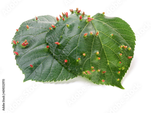 Galls from the mite Eriophyes tiliae (Gall mites or Eriophyidae ) photo