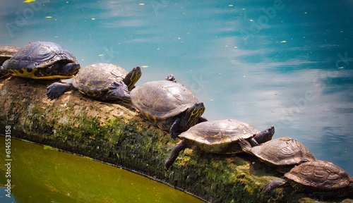 Canvastavla turtle on the water