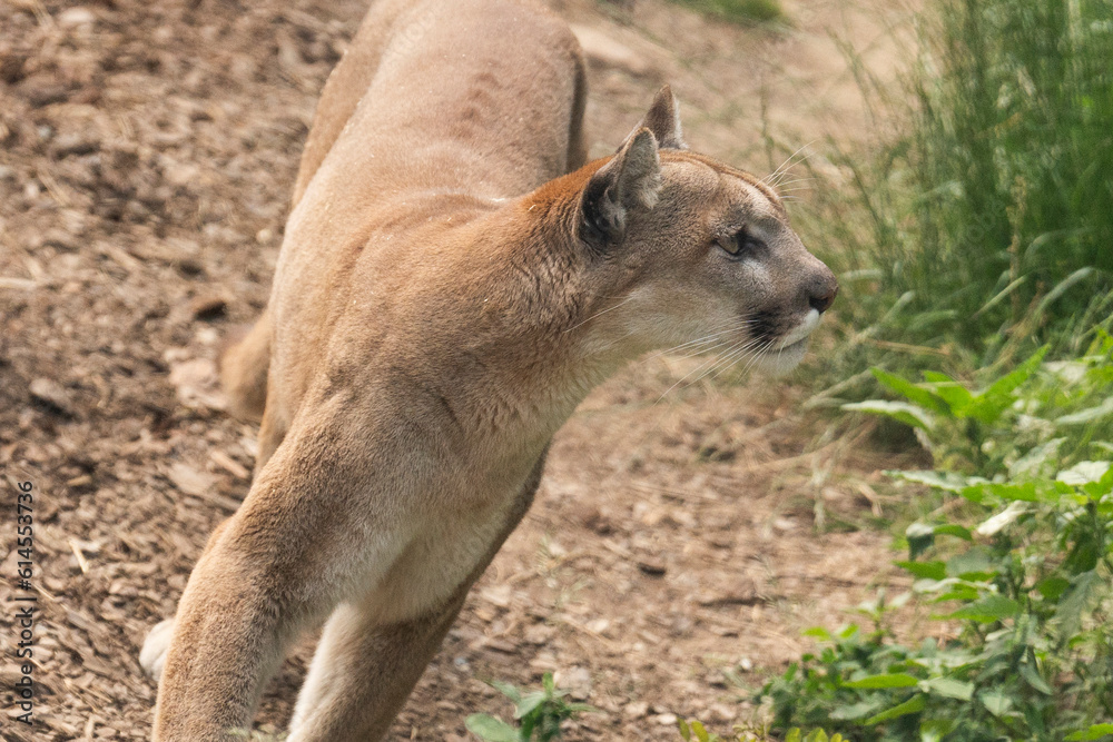Fototapeta premium AUFMERKSAMER PUMA