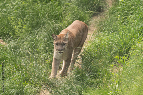 Heller Puma 