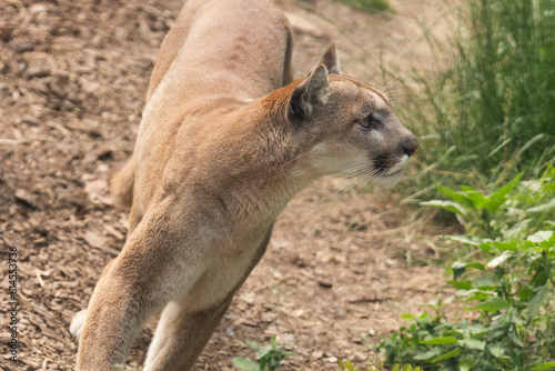 AUFMERKSAMER PUMA