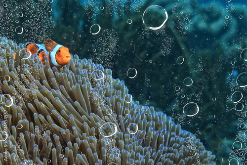 Photography air bubbles tropical aquarium ocean underwater background