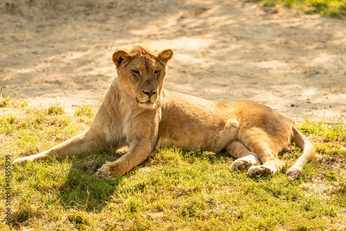 Löwe beim chillen 