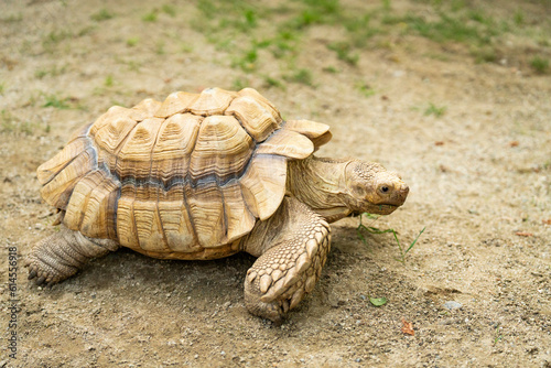 Langsame Schildkröte 