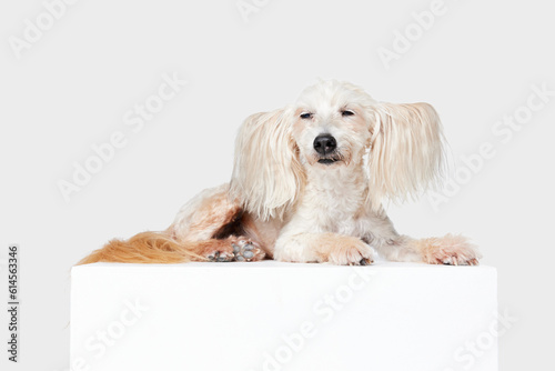 Image of cute, beautiful, purebred Chinese Crested Dog calmly lying against white studio background. Concept of animal, dog life, care, beauty, vet, domestic pet. Copy space for ad