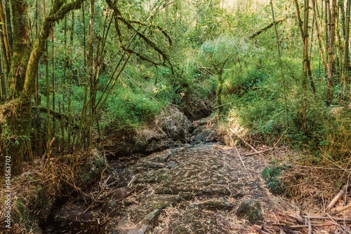 A dry river in the Mount Sabyinyo in the Mgahinga Gorilla National Park, Uganda photo