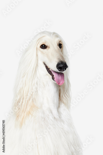 Tongue sticking out. Image of beautiful purered white Afghan Hound dog against white studio background. Concept of animal, dog life, care, beauty, vet, domestic pet. Copy space for ad