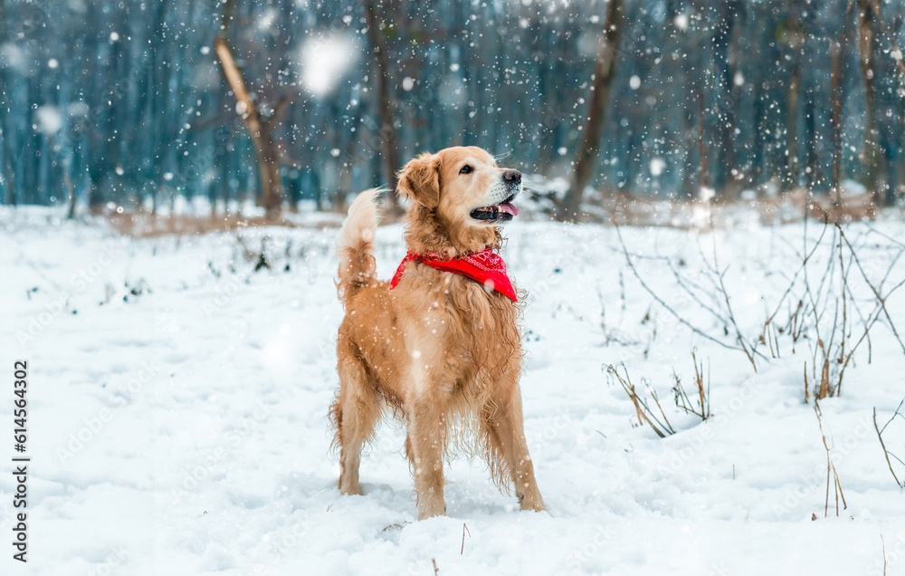 golden retriever walk at the snow in winter park golden retriever walk at the snow in winter park