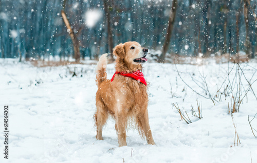 golden retriever walk at the snow in winter park