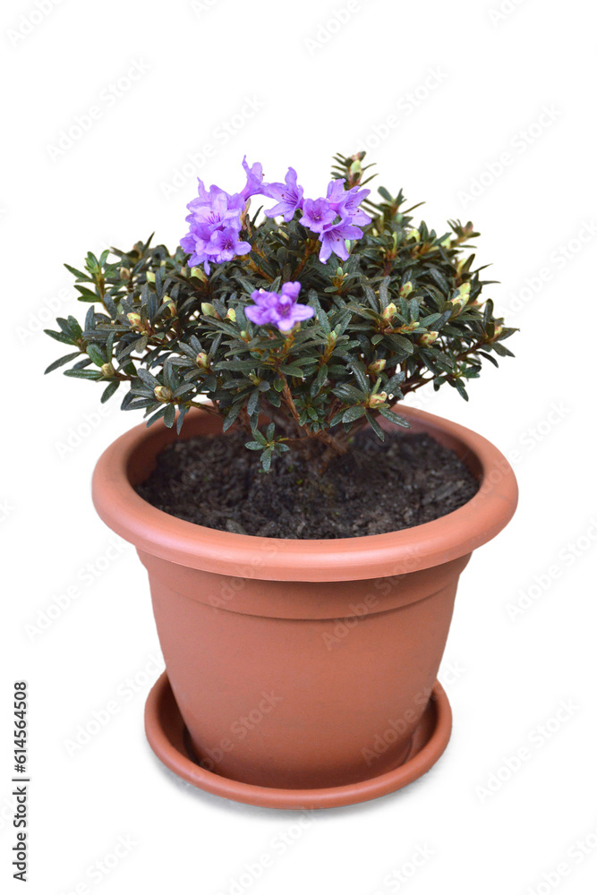 Chinese dwarf rhododendron in the flower pot isolated on white background